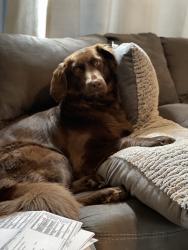 Reunited Female Dog last seen Carriage hill drive, Urbana, MD 21704