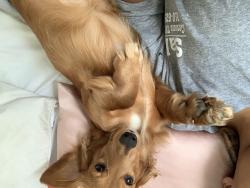 Reunited Male Dog last seen Babcock area , San Antonio, TX 78201
