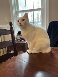 Lost Female Cat last seen North Street, Grafton, Grafton, MA 01519