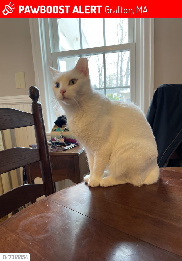 Lost Female Cat last seen North Street, Grafton, Grafton, MA 01519