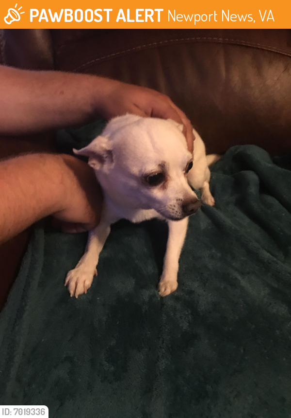Found/Stray Male Dog last seen Wyn Dr/Flowers Terr. , Newport News, VA 23608