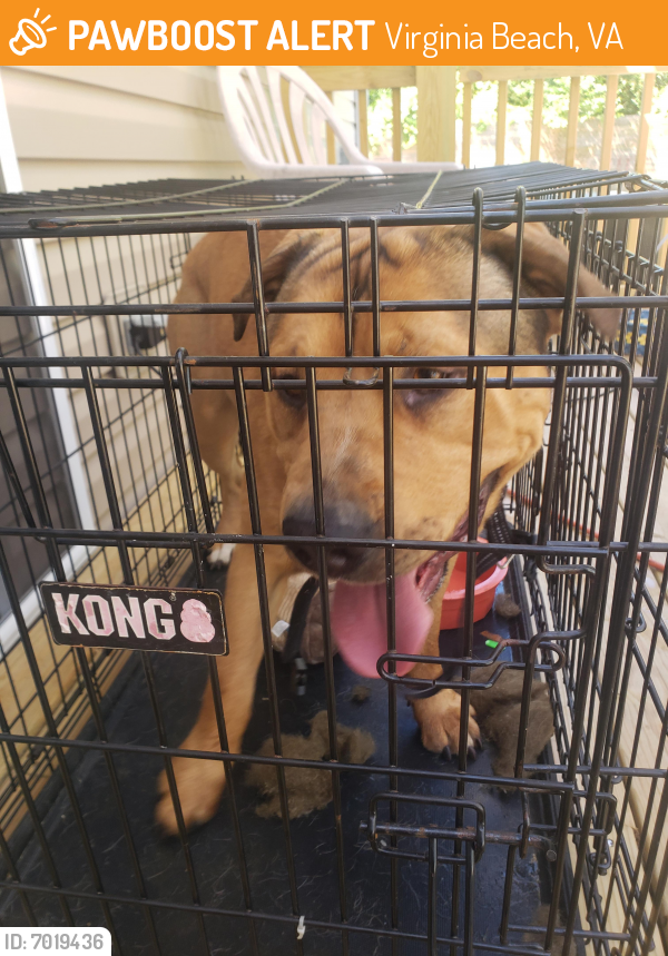 Found/Stray Male Dog last seen Cypress point park, Virginia Beach, VA 23455