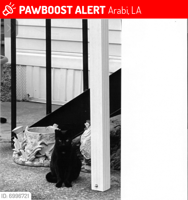 Lost Male Cat last seen Near LeBeau St, Arabi, LA 70032