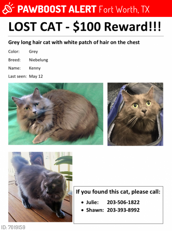 Lost Male Cat last seen Near Royal Oak court, Fort Worth, TX 76155
