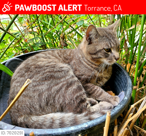 Lost Male Cat last seen Carson Street+Western, Torrance, CA 90501