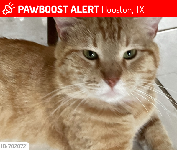 Lost Male Cat last seen Elk Point and Rio Grande, Houston, TX 77064