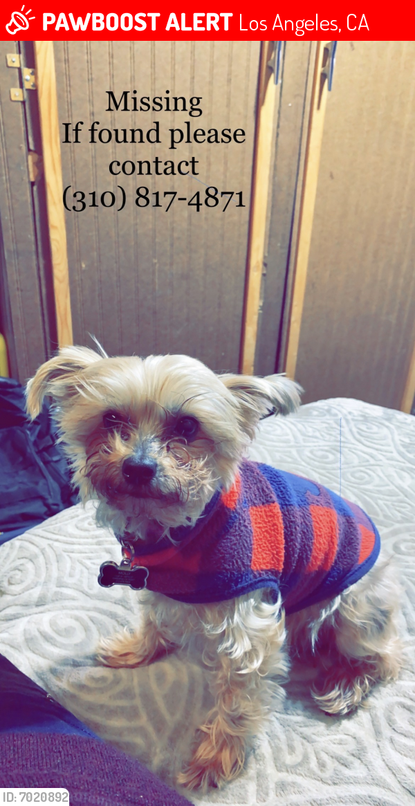 Lost Female Dog last seen Denker//145th st, Los Angeles, CA 90247