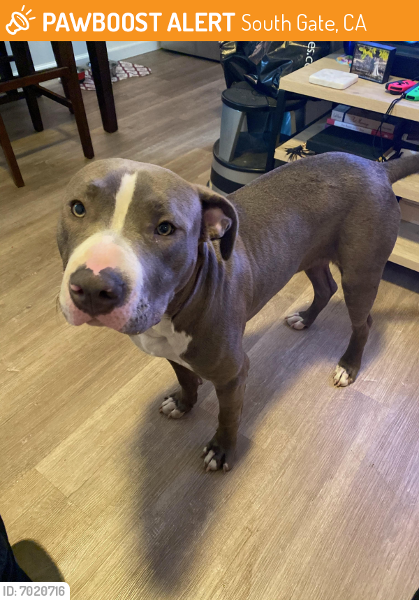 Found/Stray Male Dog last seen Florence Ave and Graham Ave, South Gate, CA 90280