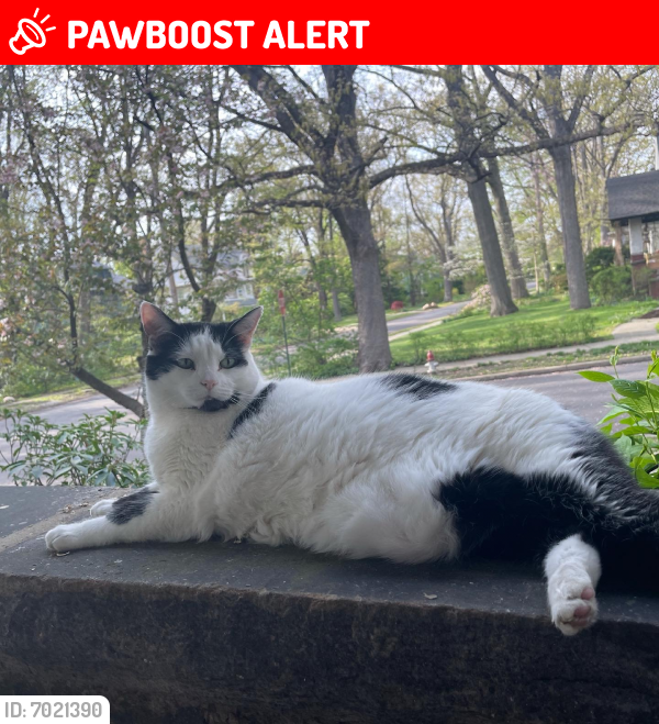 Lost Female Cat last seen coventry village , Cleveland Heights, OH 44118