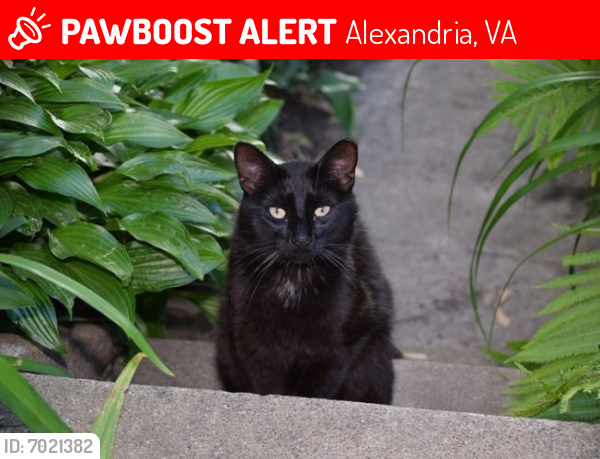 Lost Male Cat last seen Dunster Ct, Reading Ave, Stoneridge in Mark Cnter, Alexandria, VA 22311