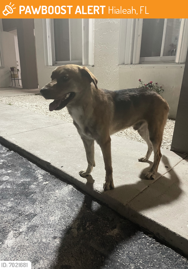 Found/Stray Male Dog last seen Area 22 Ct and 53 St West, Hialeah, FL 33016