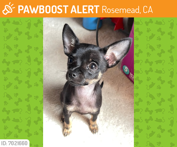 Rehomed Unknown Dog last seen Valley Blvd, between Walnut Grove and Temple City Blvd., Rosemead, CA 91770