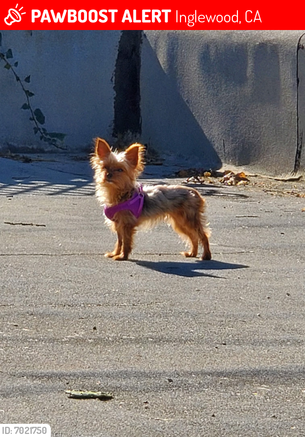 Lost Female Dog last seen 68th St & High near Edward Vincent Jr Park, Inglewood, CA 90302