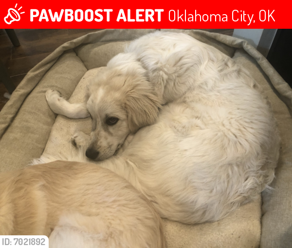 Lost Male Dog last seen 63rd & Penn, Oklahoma City, OK 73118