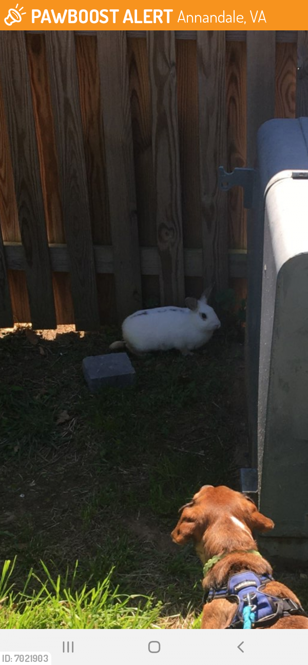 Found/Stray Unknown Rabbit last seen Brentleigh Court, Annandale, VA, Annandale, VA 22003