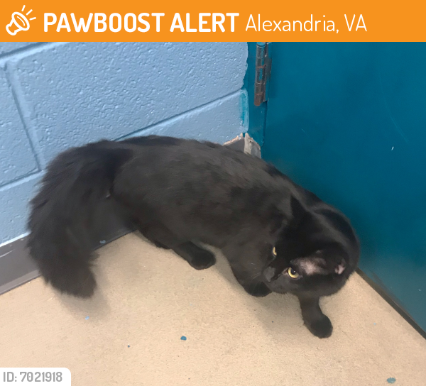 Found/Stray Male Cat last seen Fire Station at 900 2nd Street In Alexandria, Alexandria, VA 22314