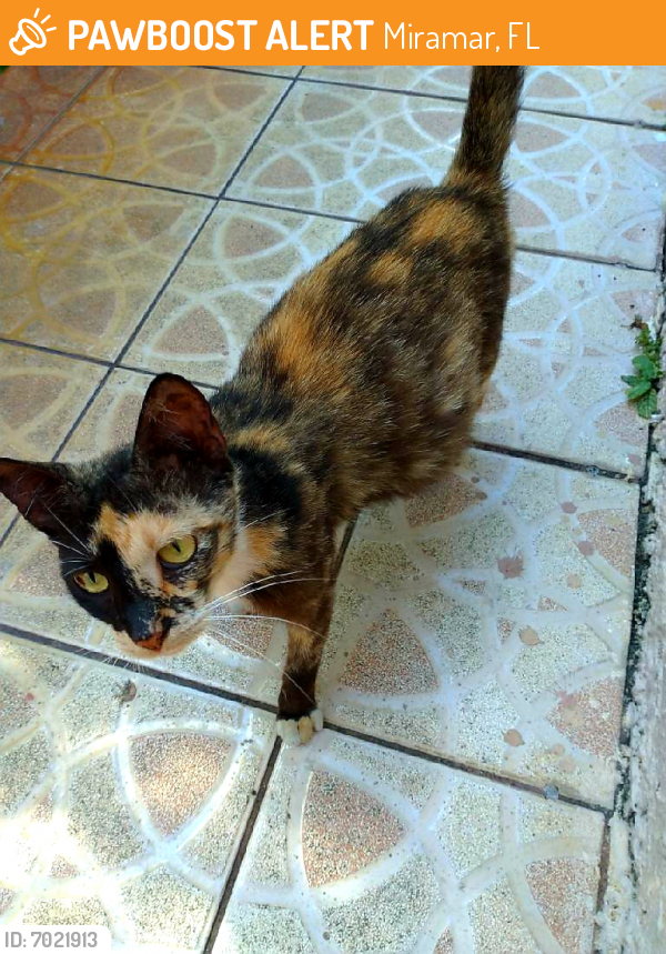 Rehomed Female Cat last seen miramar bvd buttonwood ave, Miramar, FL 33025