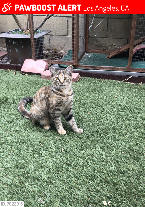 Lost Female Cat last seen Oakhorne Drive and President Avenue, Los Angeles, CA 90710