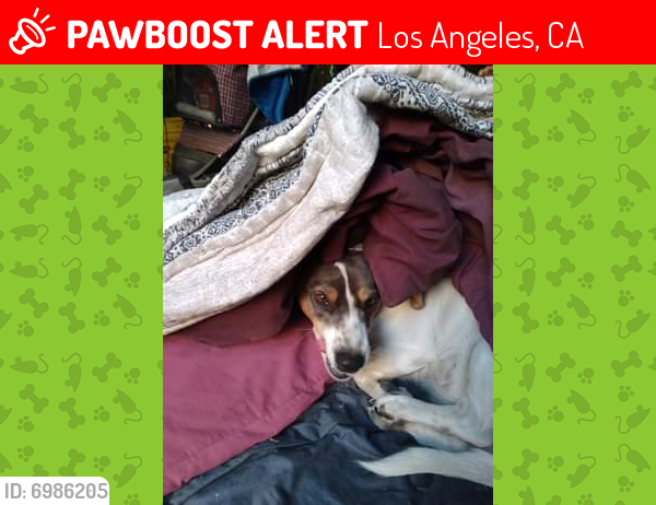Lost Female Dog last seen Woodman Ave and the river, Los Angeles, CA 91403