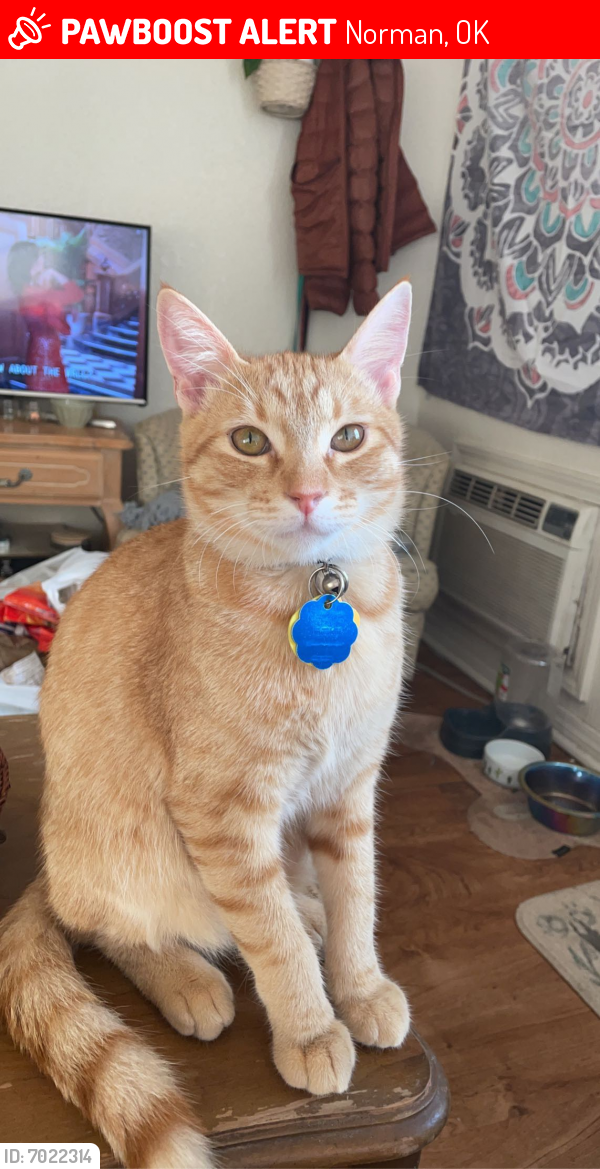 Lost Male Cat last seen Jenkins and Congress, Norman, OK 73072