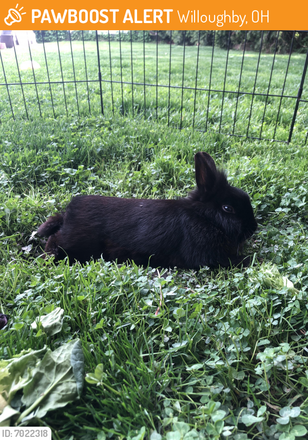 Found/Stray Unknown Rabbit last seen Daniels park, Willoughby, OH 44094
