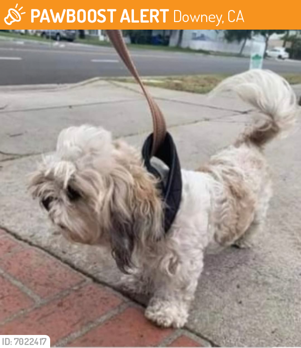 Found/Stray Female Dog last seen Brookshire Ave. Downey, CA 90242, Downey, CA 90242