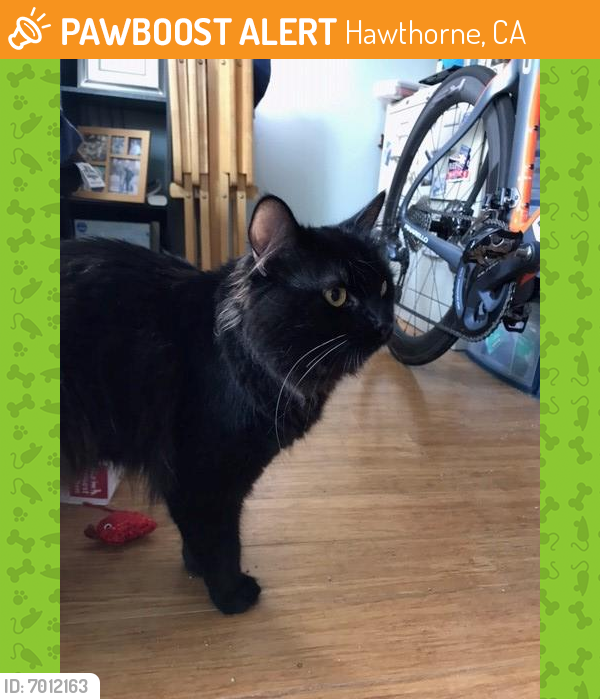 Found/Stray Unknown Cat last seen Glasgow Place and 141st Street in Hollyglen (South Bay), Hawthorne, CA 90245