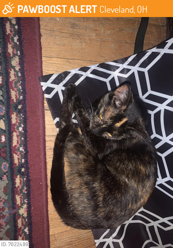 Found/Stray Female Cat last seen By Dairy Queen , Cleveland, OH 44109