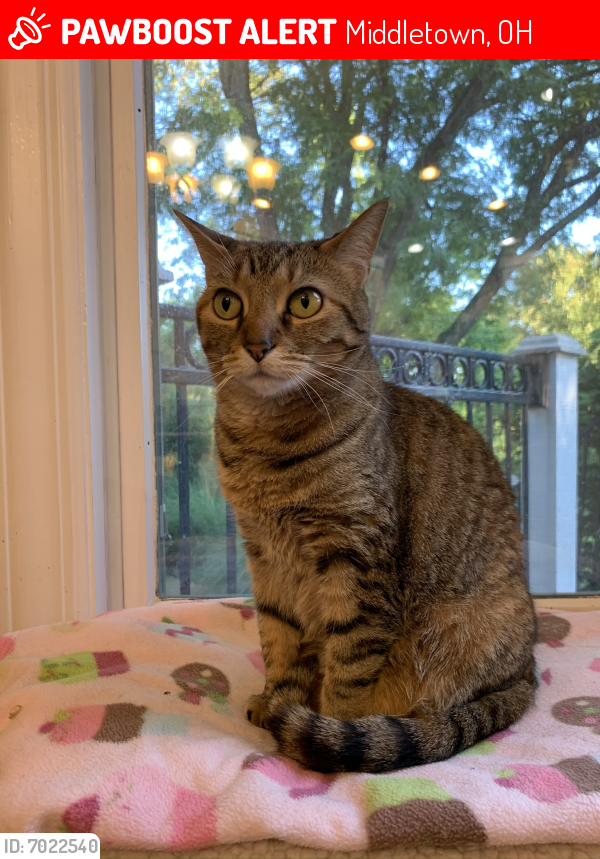 Lost Female Cat last seen Cambridge, Middletown, Ohio, Middletown, OH 45044