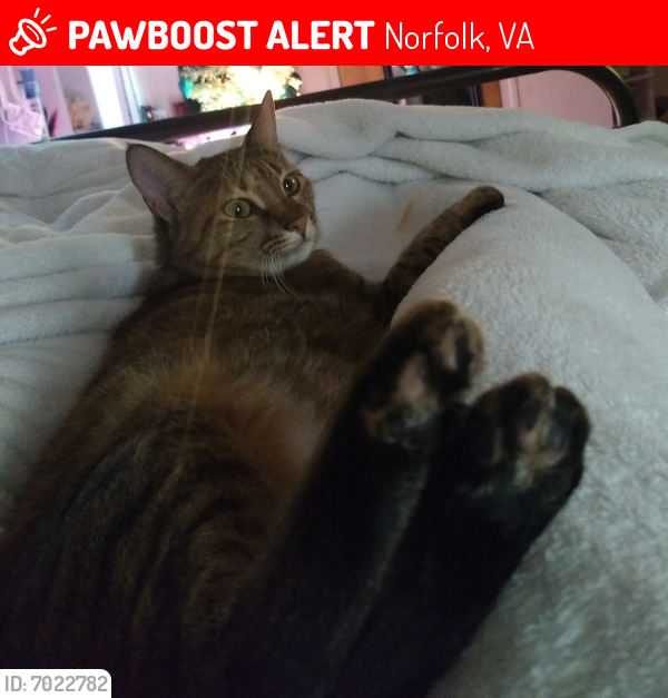 Lost Female Cat last seen Newark Avenue, Norfolk, VA 23510