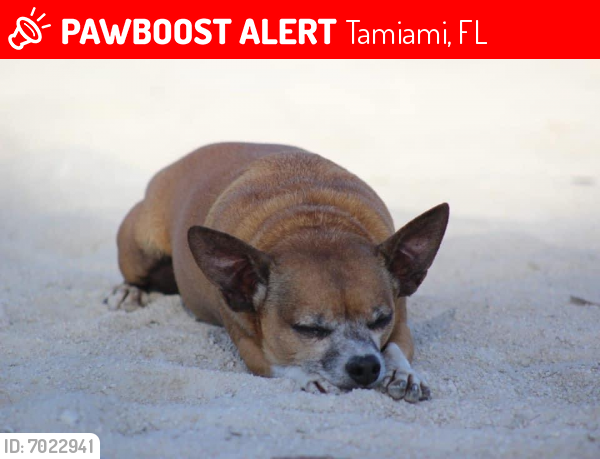 Lost Male Dog last seen Serenity Show Stables, next to Larry and Penny Thompson Park, Tamiami, FL 33184