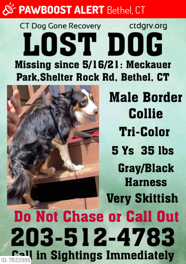 Lost Male Dog last seen Meckauer Park Shelter rock rd bethel , Bethel, CT 06801