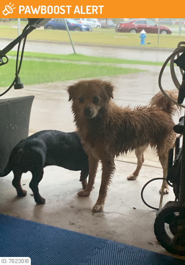 Found/Stray Male Dog last seen Grand Vista, Fort Bend County, TX 77407