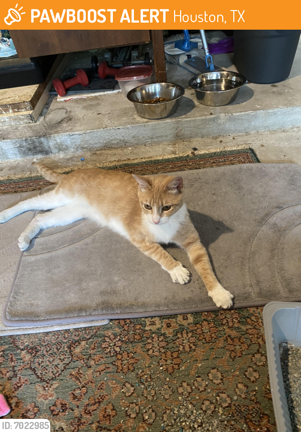 Found/Stray Male Cat last seen Near Hidalgo Street , Houston, TX 77056