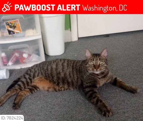 Lost Male Cat last seen Near F Street Southeast, Washington, DC 20019