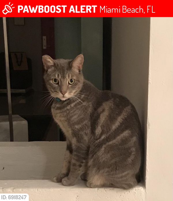 Lost Male Cat last seen W 30th Street and Royal Palm, Miami Beach, FL 33140