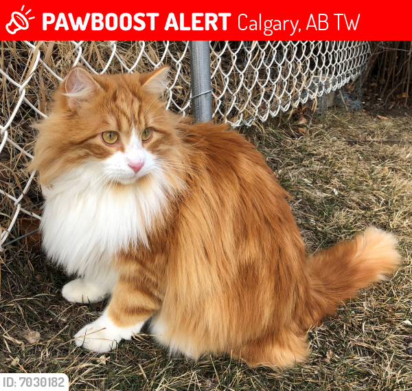 Lost Male Cat last seen Elbow Drive and Canyon Meadows Drive, Calgary, AB T2W