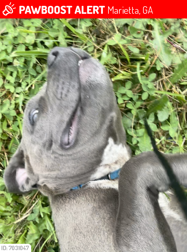 Lost Male Dog in Marietta, GA 30064 Named Moon (ID: 7031047) | PawBoost