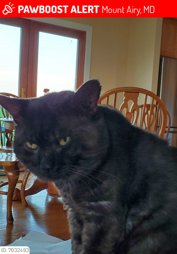 Lost Male Cat last seen Albaugh Rd, Mount Airy, Mount Airy, MD 21771