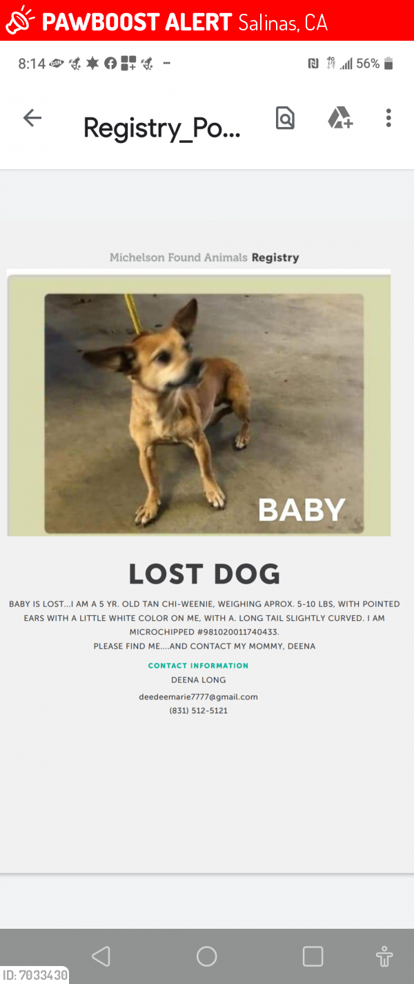 Lost Female Dog in Salinas, CA 93905 Named BABY (ID: 7033430) | PawBoost