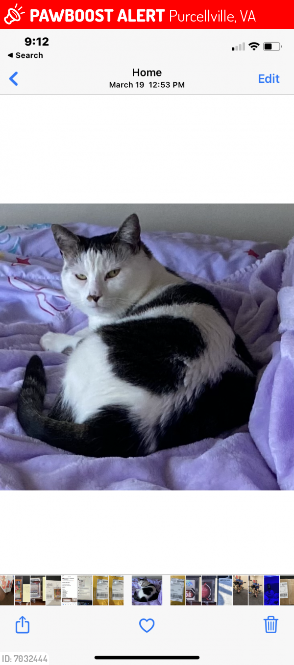 Lost Female Cat last seen 9th street and Frazier , Purcellville, VA 20132