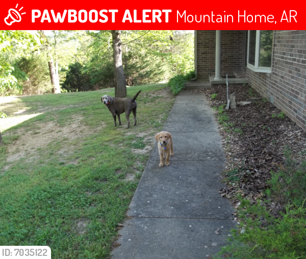Mountain Home, AR Lost Female Dog, LOLA Is Missing PawBoost