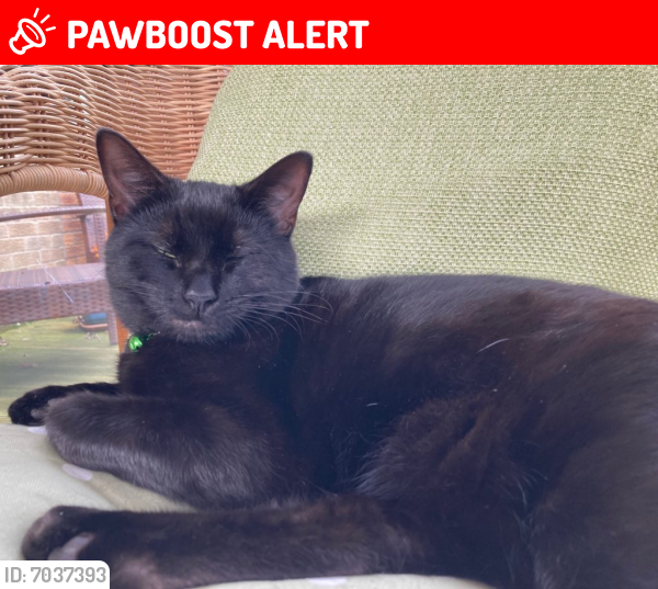 Lost Female Cat last seen Curlew Close/Hudson Walk, East Riding of Yorkshire, England HU17