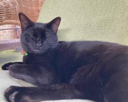 Lost Female Cat last seen Curlew Close/Hudson Walk, East Riding of Yorkshire, England HU17