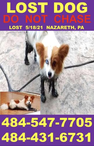 Lost Female Dog last seen Nazareth Dr & Terry Rd, Nazareth, PA 18064