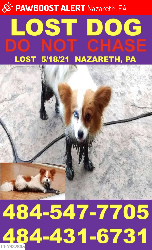 Lost Female Dog last seen Nazareth Dr & Terry Rd, Nazareth, PA 18064