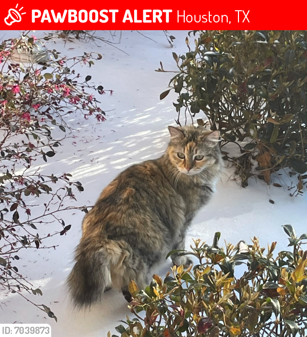 Lost Female Cat last seen Keystone Fairway & Sonoma Del Norte, Houston, TX 77095