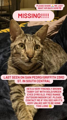 Lost Male Cat last seen Between San Pedro st. and Griffith, Los Angeles, CA 90011