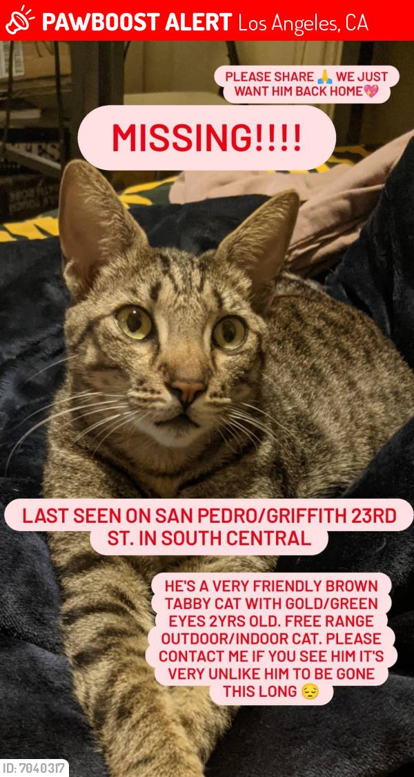 Lost Male Cat last seen Between San Pedro st. and Griffith, Los Angeles, CA 90011