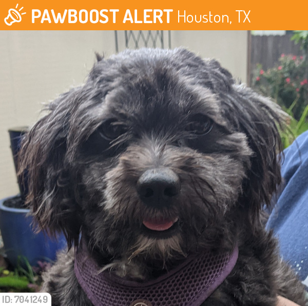 Found/Stray Male Dog last seen Elrod Elementary, Houston, TX 77096